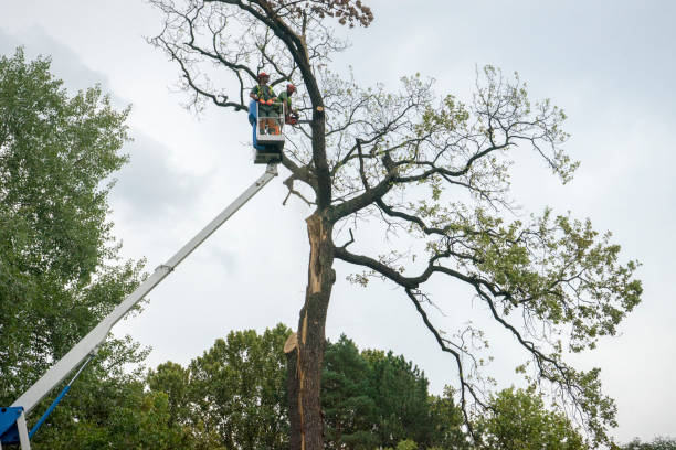 Professional Tree Service in Middlesex, NC